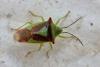 Acanthosoma haemorrhoidale